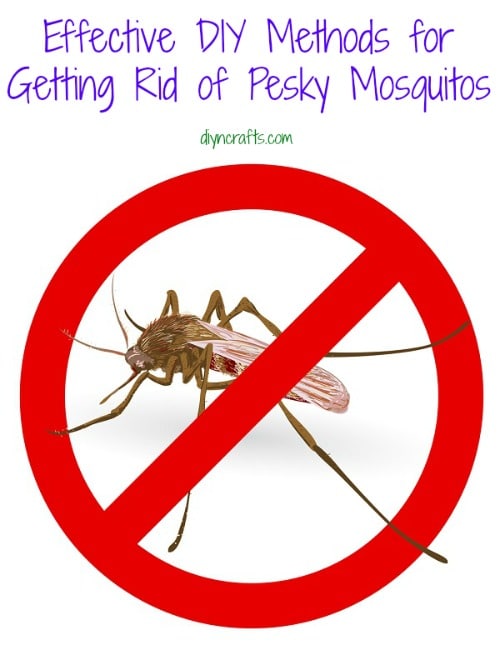 Effective DIY Methods for Getting Rid of Pesky Mosquitos