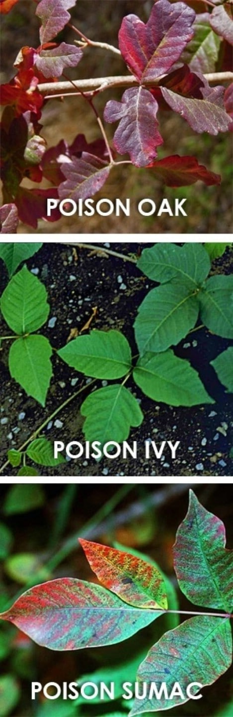 Learn to differentiate poisonous plants while camping. - Top 33 Most Creative Camping DIY Projects and Clever Ideas