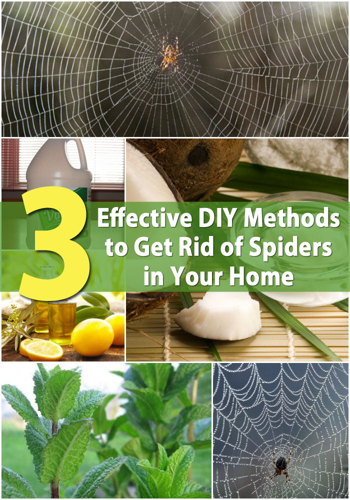 3 Effective DIY Methods to Get Rid of Spiders in Your Home