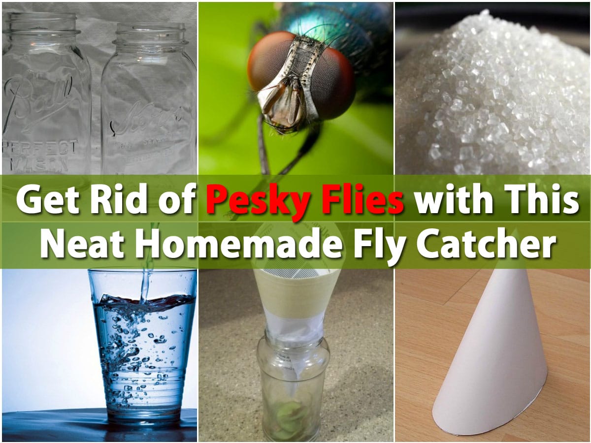 Get Rid of Pesky Flies with This Neat Homemade Fly Catcher