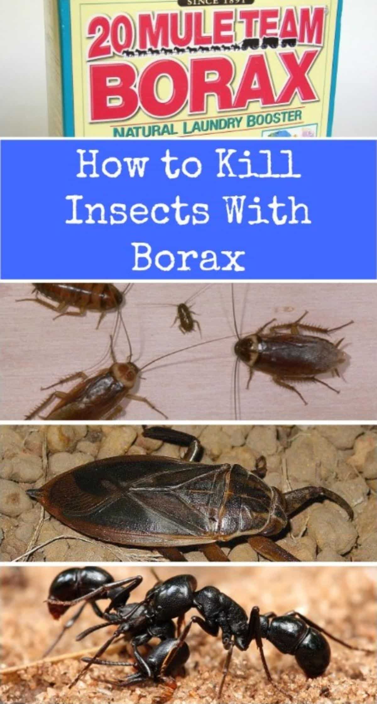 How to kill insects with borax collage.