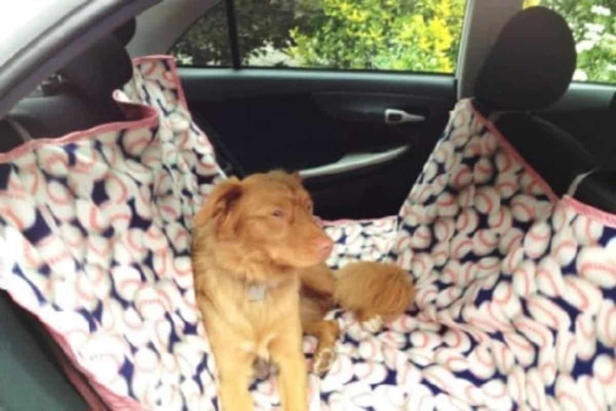 A hammock for a dog in a car.