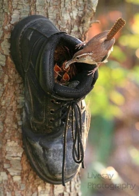 Shoe Feeder - 23 DIY Birdfeeders That Will Fill Your Garden With Birds