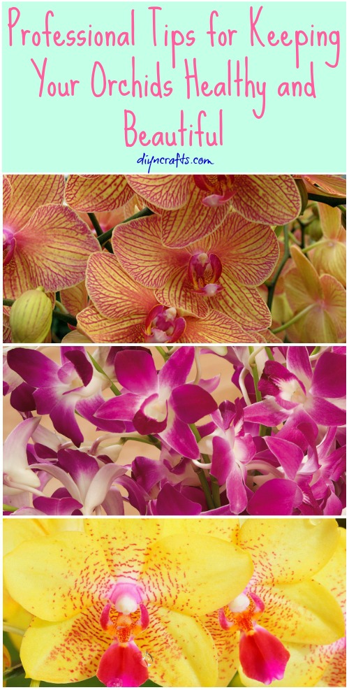 Professional Tips for Keeping Your Orchids Healthy and Beautiful {Video}
