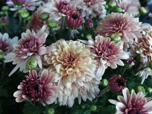 Chrysanthemum - Top 10 NASA Approved Houseplants for Improving Indoor Air Quality