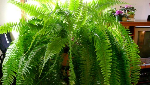 Boston Fern - Top 10 NASA Approved Houseplants for Improving Indoor Air Quality