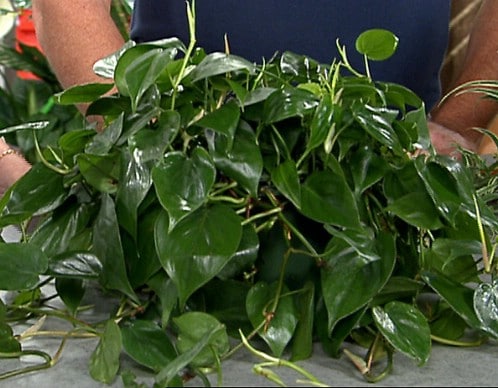 Heart Leaf Philodendron - Top 10 NASA Approved Houseplants for Improving Indoor Air Quality