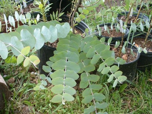 Eucalyptus - Top 10 NASA Approved Houseplants for Improving Indoor Air Quality