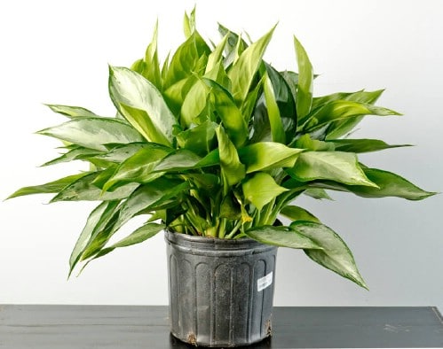 Chinese Evergreen - Top 10 NASA Approved Houseplants for Improving Indoor Air Quality