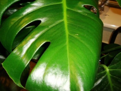Shine Houseplants with Bananas - 20 Surprising Uses for Leftover Fruit and Vegetable Peels