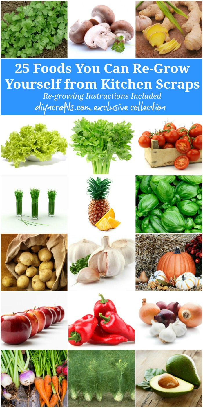 25 Foods You Can Re Grow Yourself From Kitchen Scraps Diy Crafts