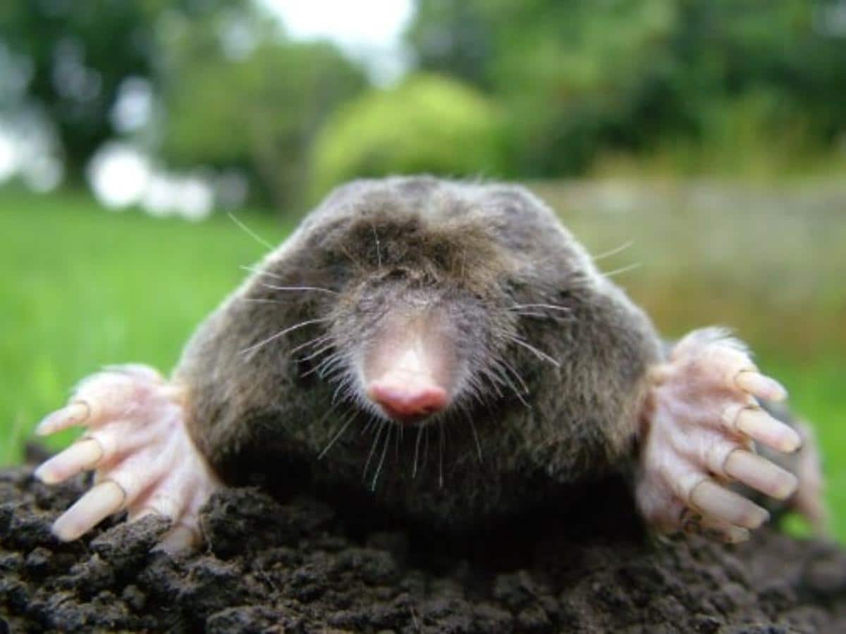 Adorable mole.