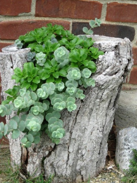 Disguise Tree Trunks - 150 Remarkable Projects and Ideas to Improve Your Home's Curb Appeal