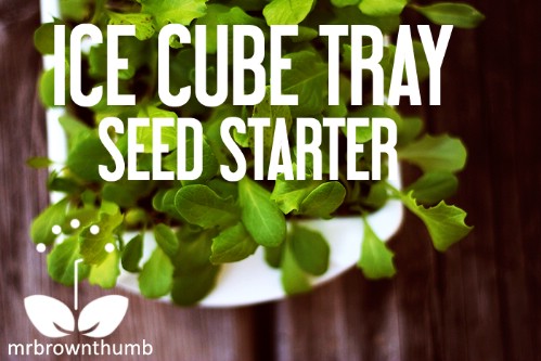 Make Your Own Seed Starters