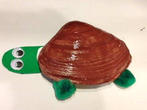 Seashell Turtles