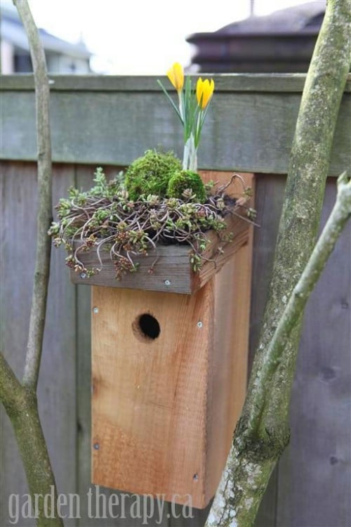 Build a Green Roofed Birdhouse