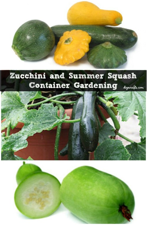Zucchini and Summer Squash