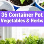 35 Container Garden Ideas