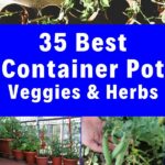 35 Container Garden Ideas