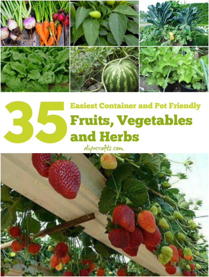 The 35 Easiest Container and Pot Friendly Fruits, Vegetables and Herbs