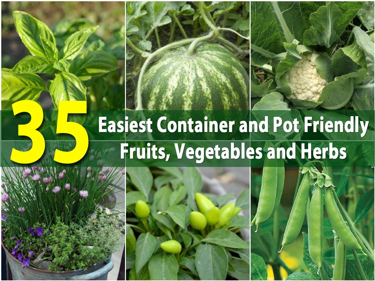 The 18 Easiest Container and Pot Friendly Fruits, Vegetables and ...