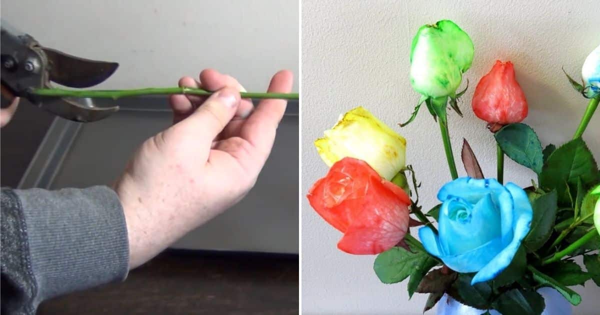 Diy Gradient Roses How to DIY Colorful Rainbow Roses Step by Step Video Instructions - DIY ...