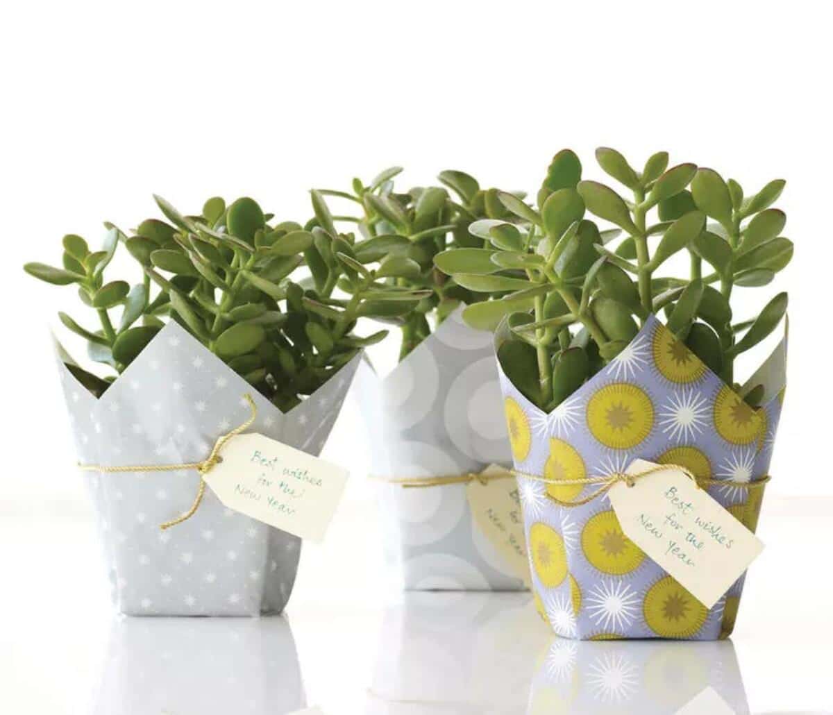 DIY wrapped potted plants.