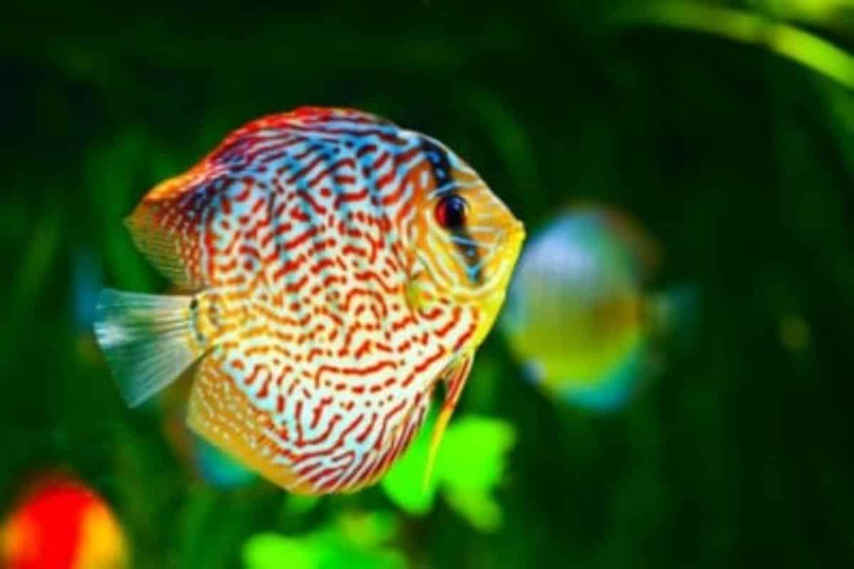 A fish in an aquarium