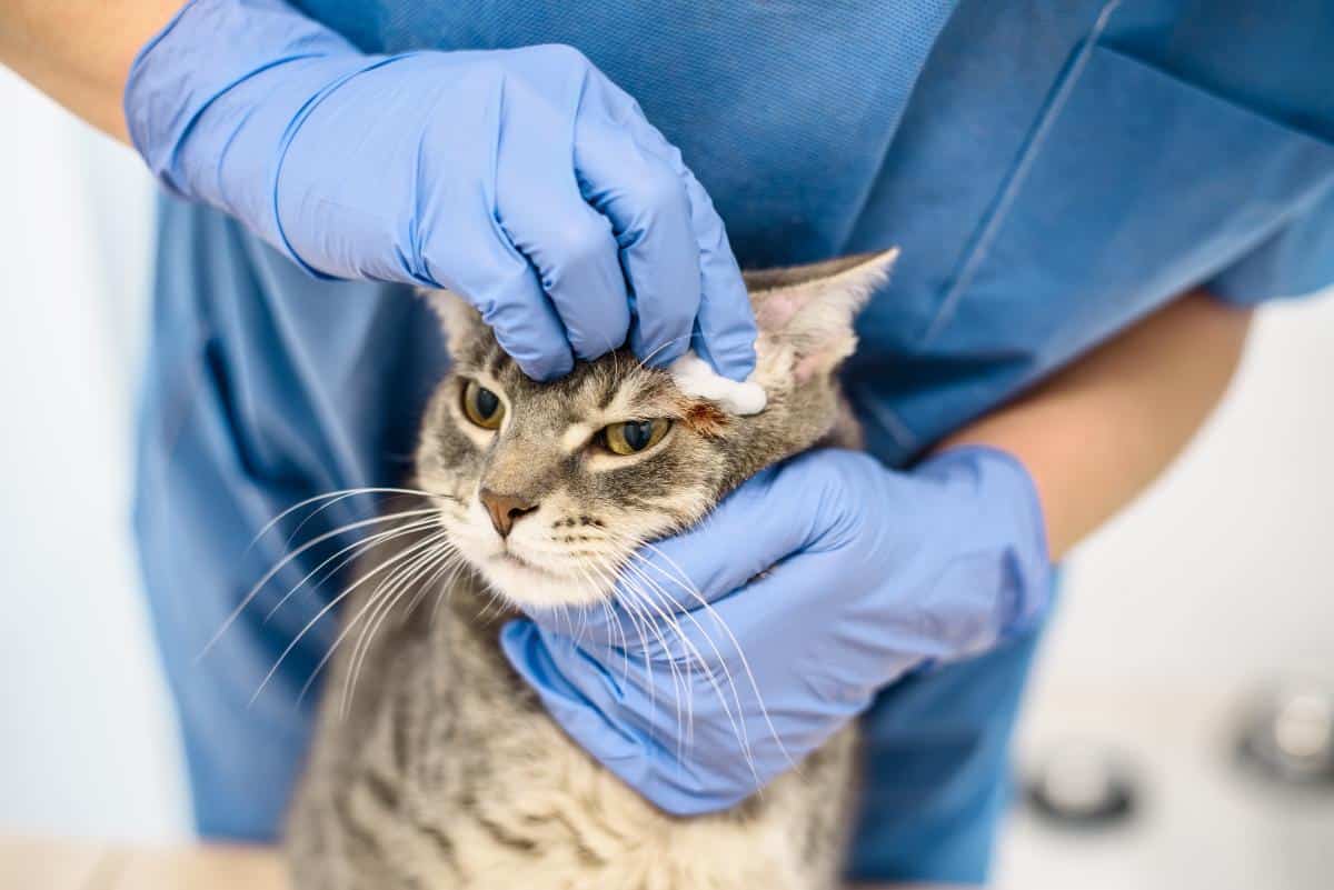 Cat wound being treated