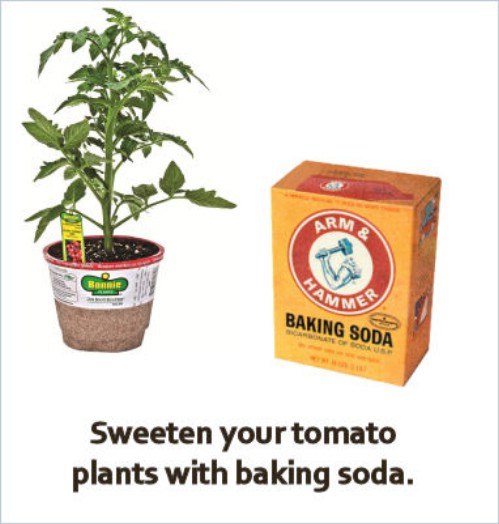 Grow sweeter tomatoes using baking soda.