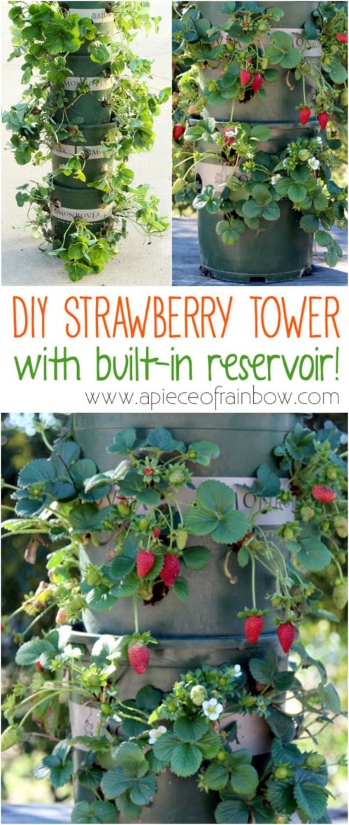Build a strawberry tower.