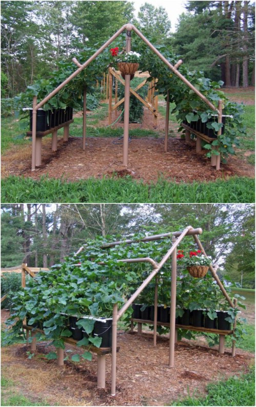 Build a trellis out of PVC pipes.