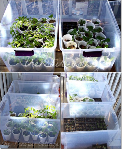 Use plastic bins as mini-greenhouses.