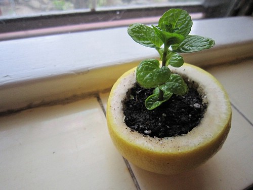 Plant a seedling in a citrus rind.