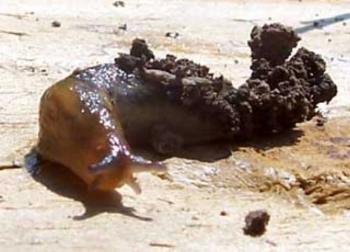 Learn assorted methods for killing slugs.