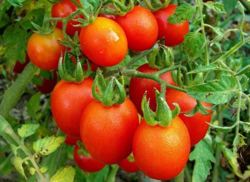 Give your tomatoes a boost with this tutorial.