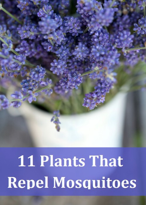 More plants that repel mosquitoes.