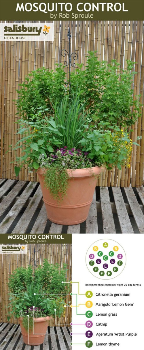 Mosquito control herbs.