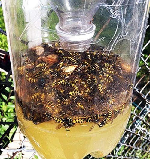 Easy homemade wasp trap.