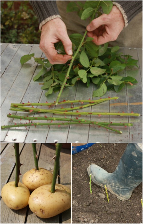 Propagate roses with cuttings—and grow roses in potatoes.