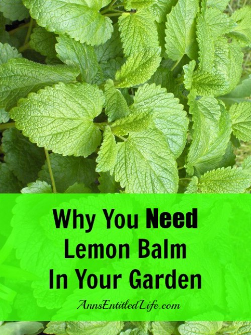 Learn why lemon balm is amazing.