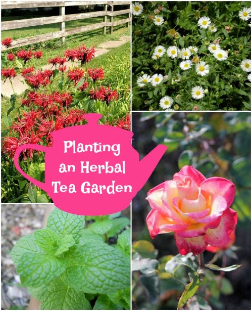 Grow your own herbal tea garden.