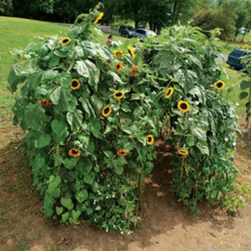 Grow a sunflower “playhouse” for your kids.
