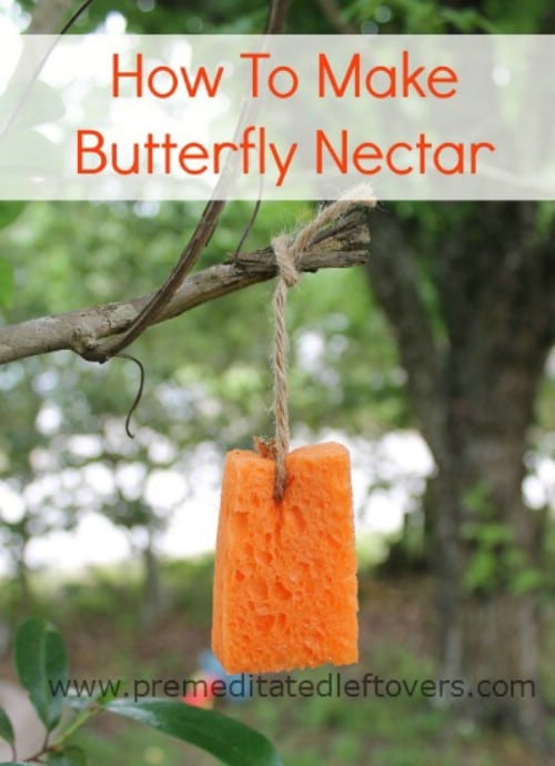 Lure in butterflies with this homemade nectar.