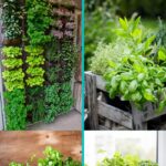 Herb garden collage