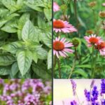 Medicinal Herb Garden Collage