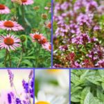 Medicinal Herb Garden Collage