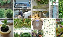 100 Expert Gardening Tips, Ideas and Projects that Every Gardener Should Know