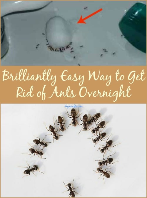 getting rid of ants