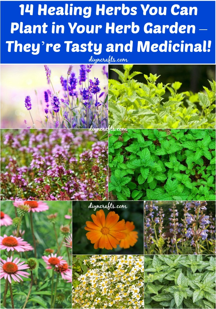 14 Healing Herbs to Plant in Your Herb Garden – They’re Tasty and Medicinal!...